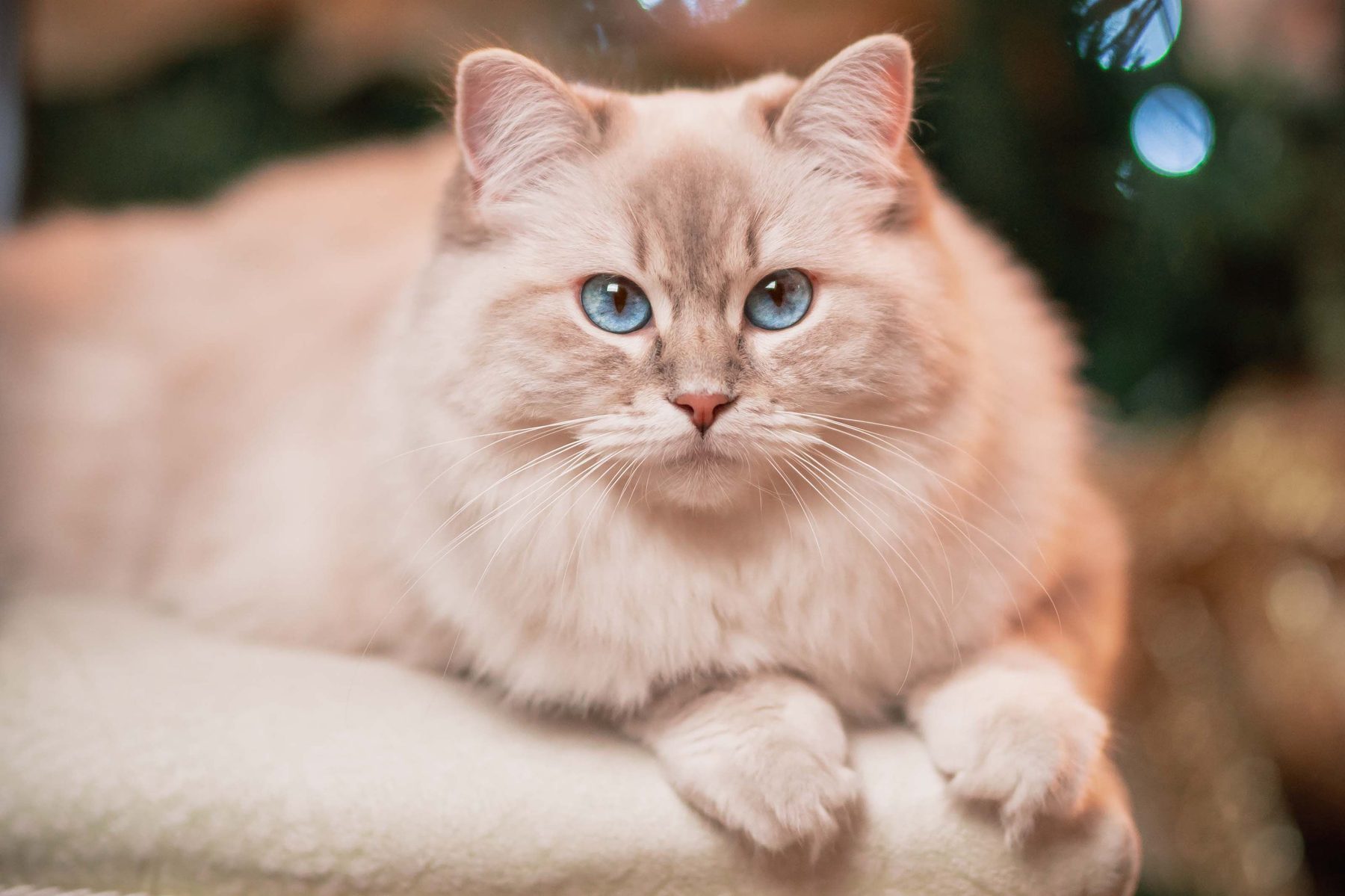 Blue-eyed cat portrait