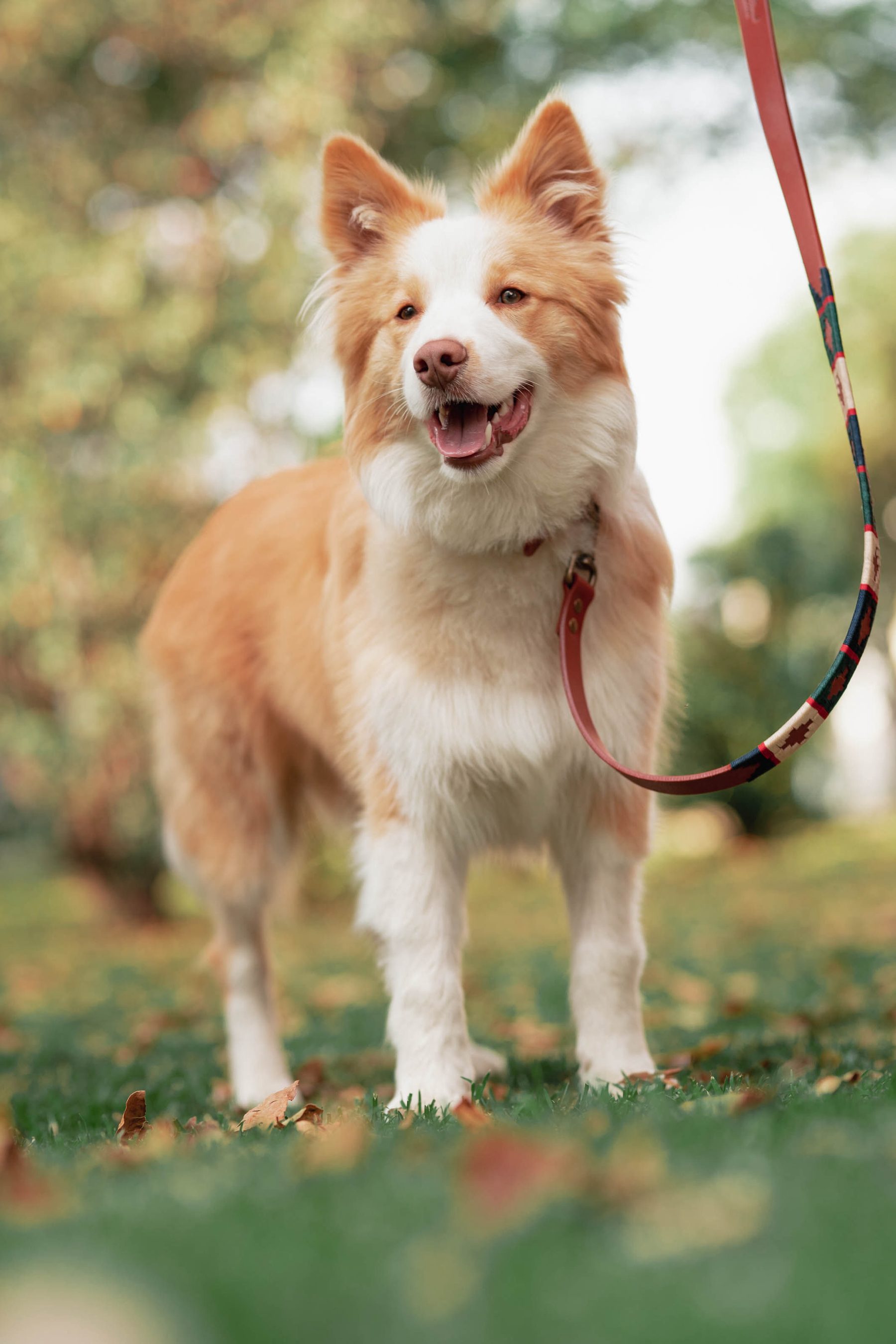 Border collie on a leash in the park