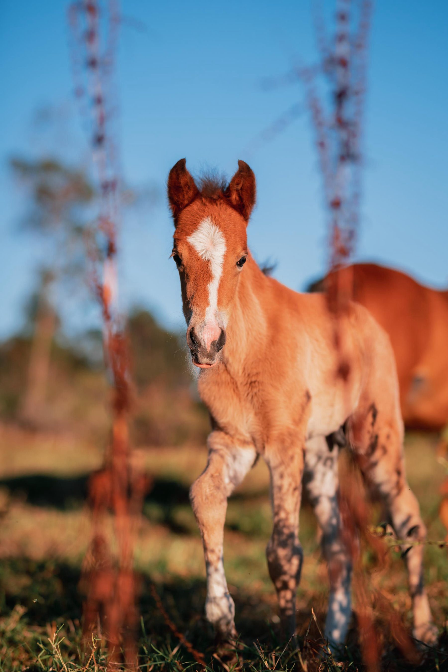 Foal in the field