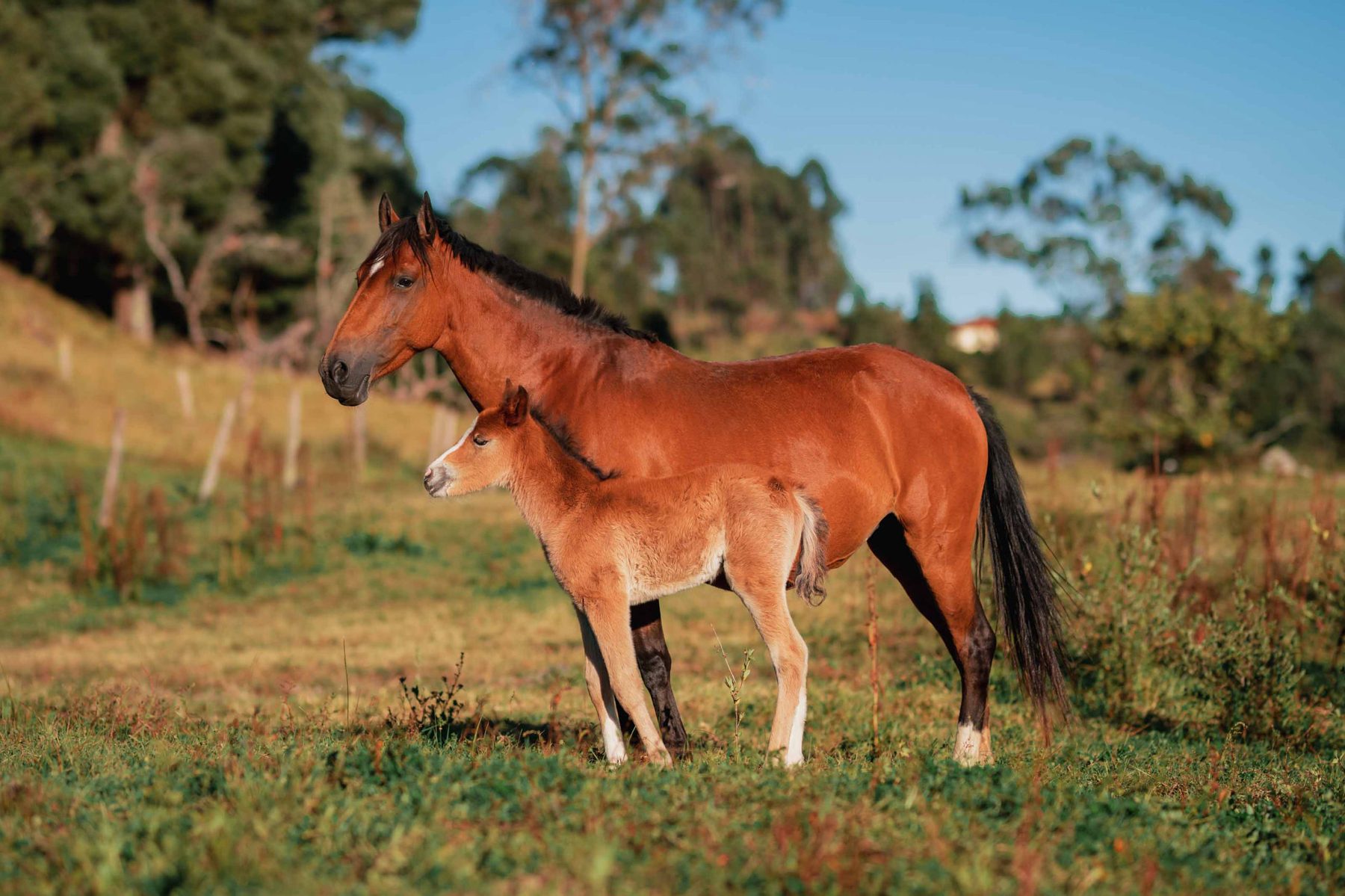 Horse standing in open country