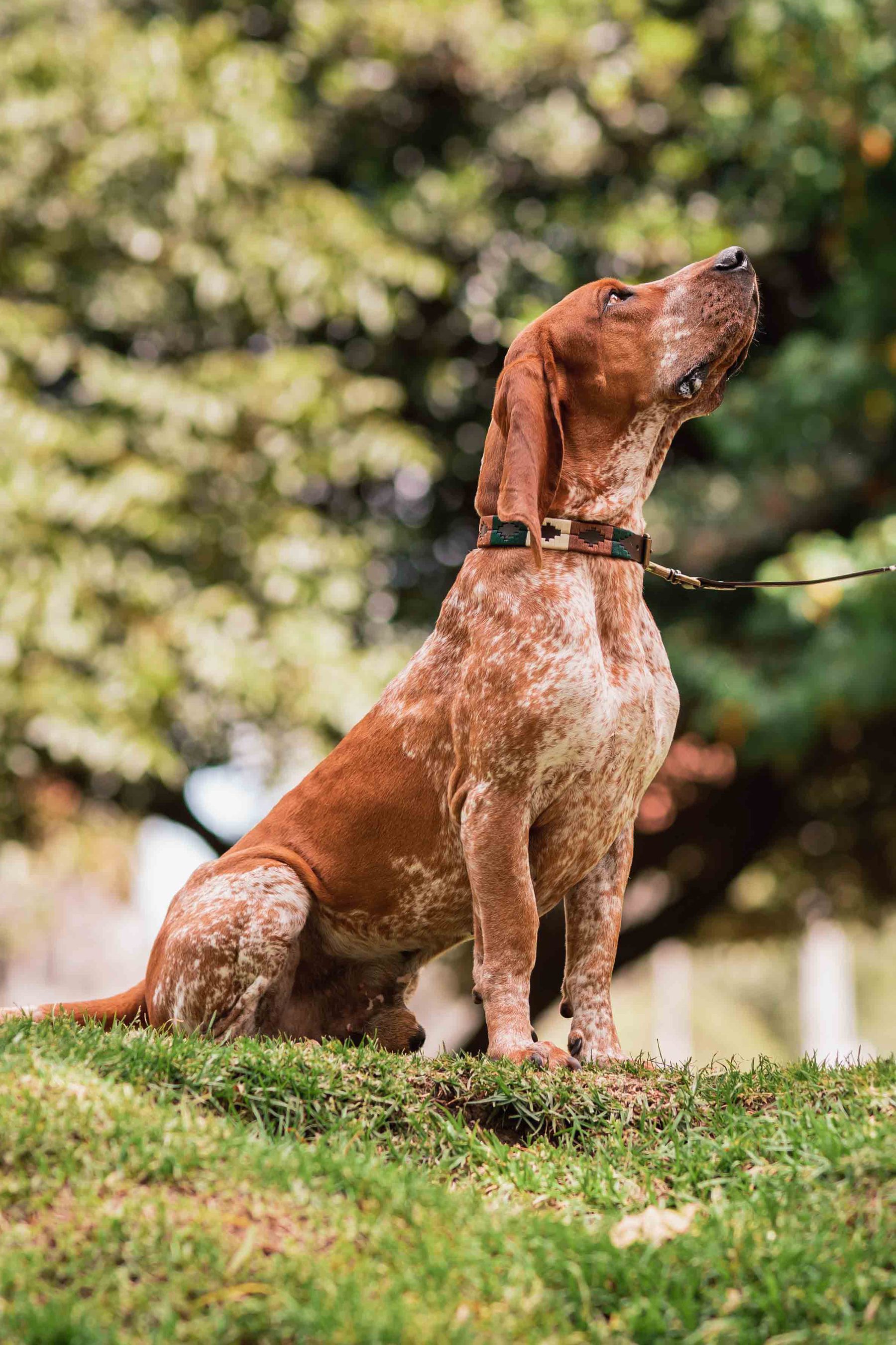Hound looking up on the grass
