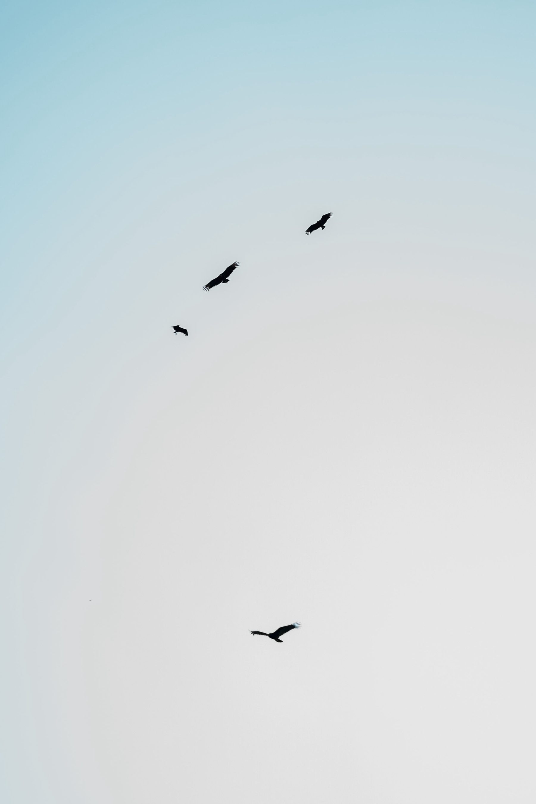 Birds circling an empty sky
