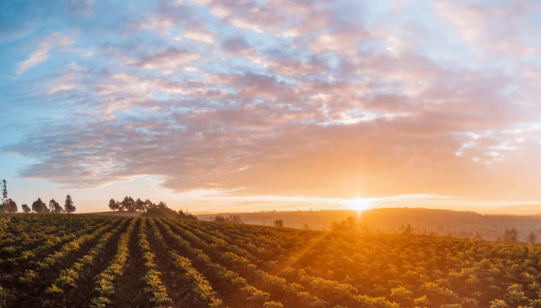 Sunrise over coffee fields