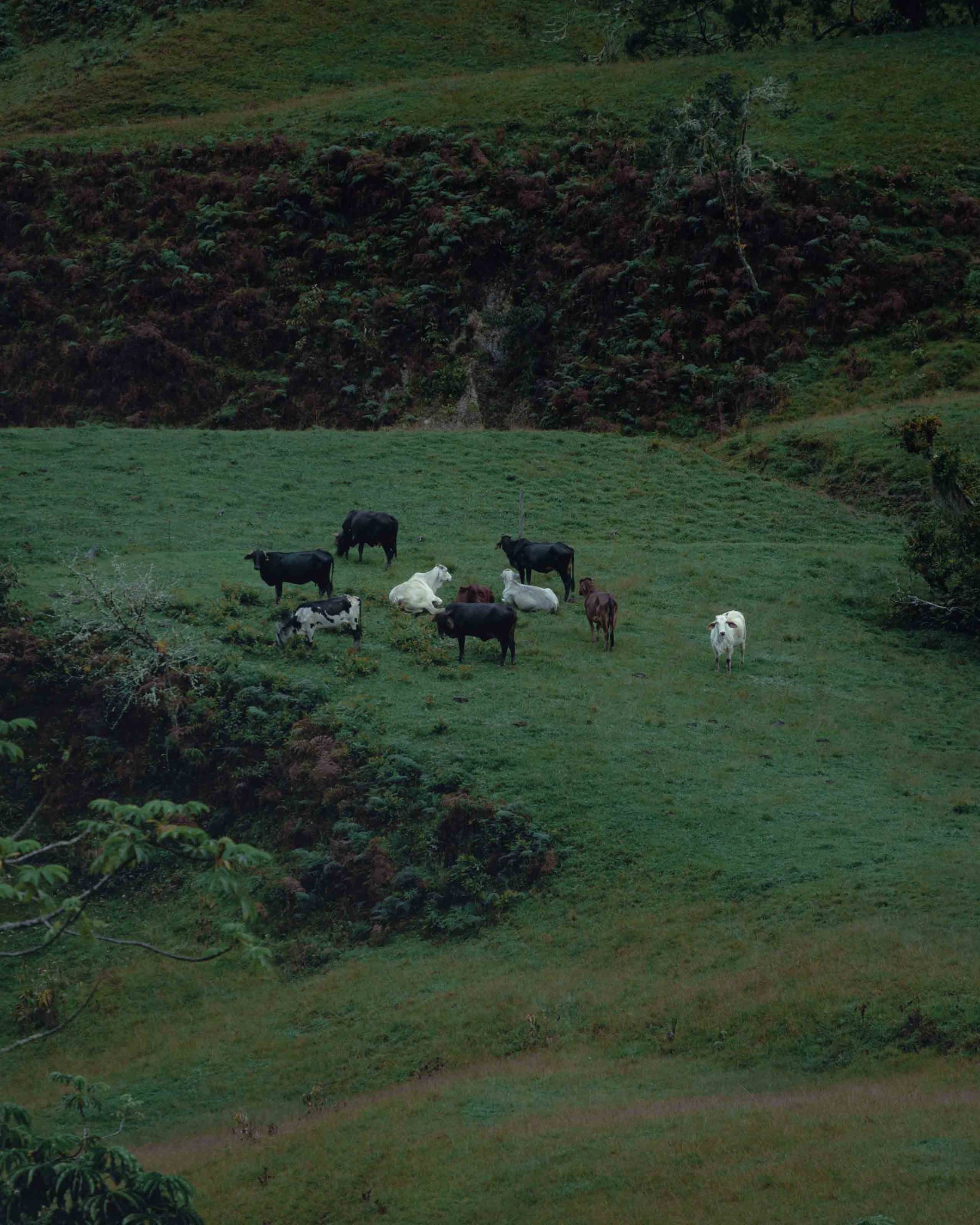 Cattle grazing on green slopes