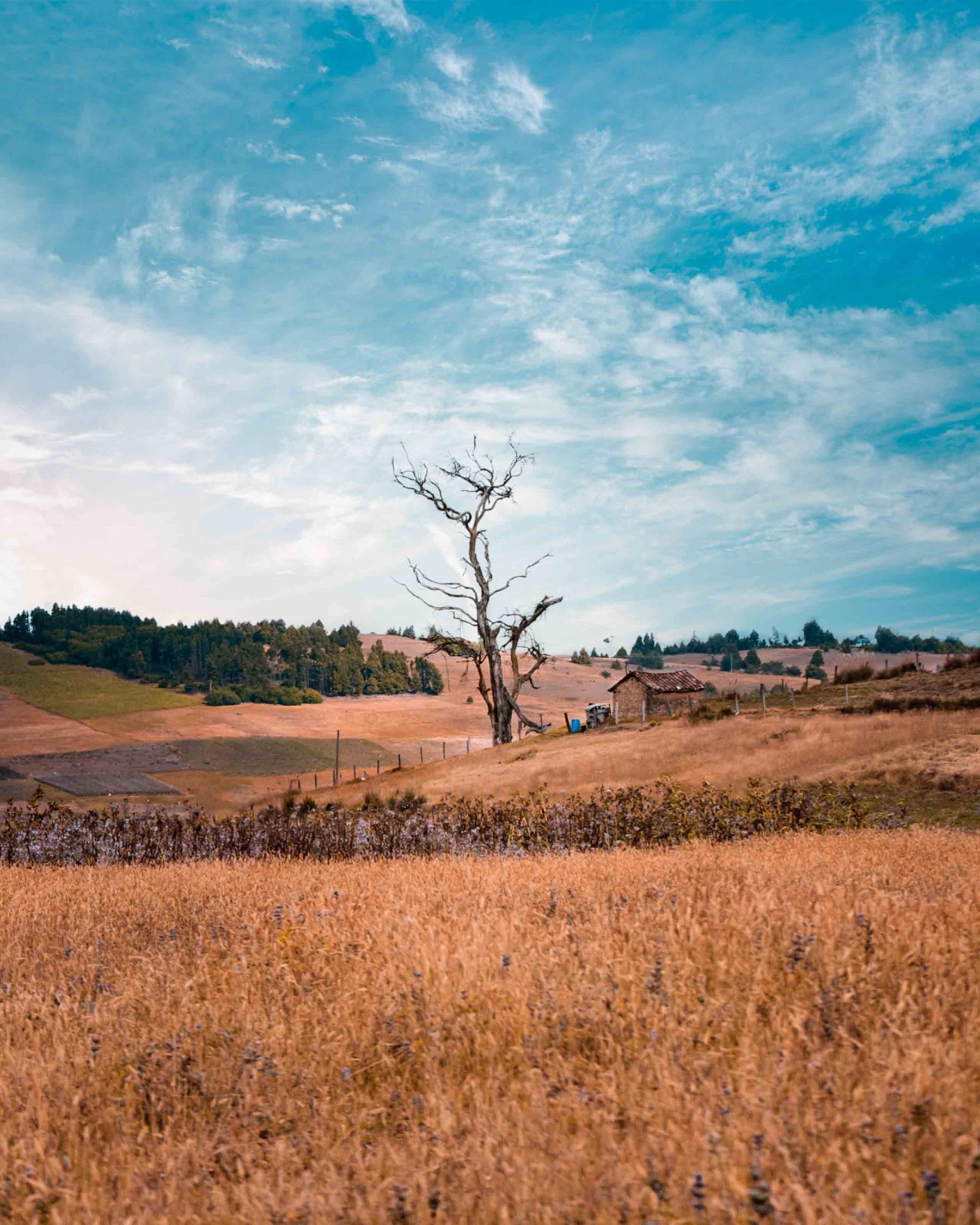 Dead tree against blue sky
