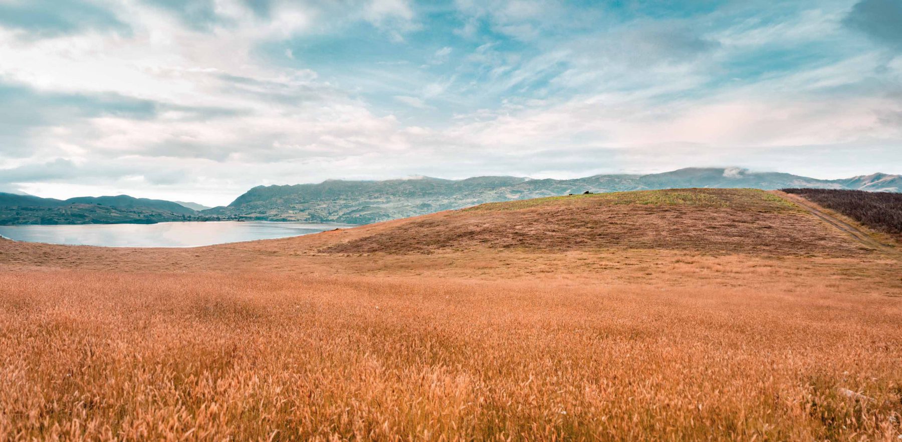 Golden fields panorama in the highlands