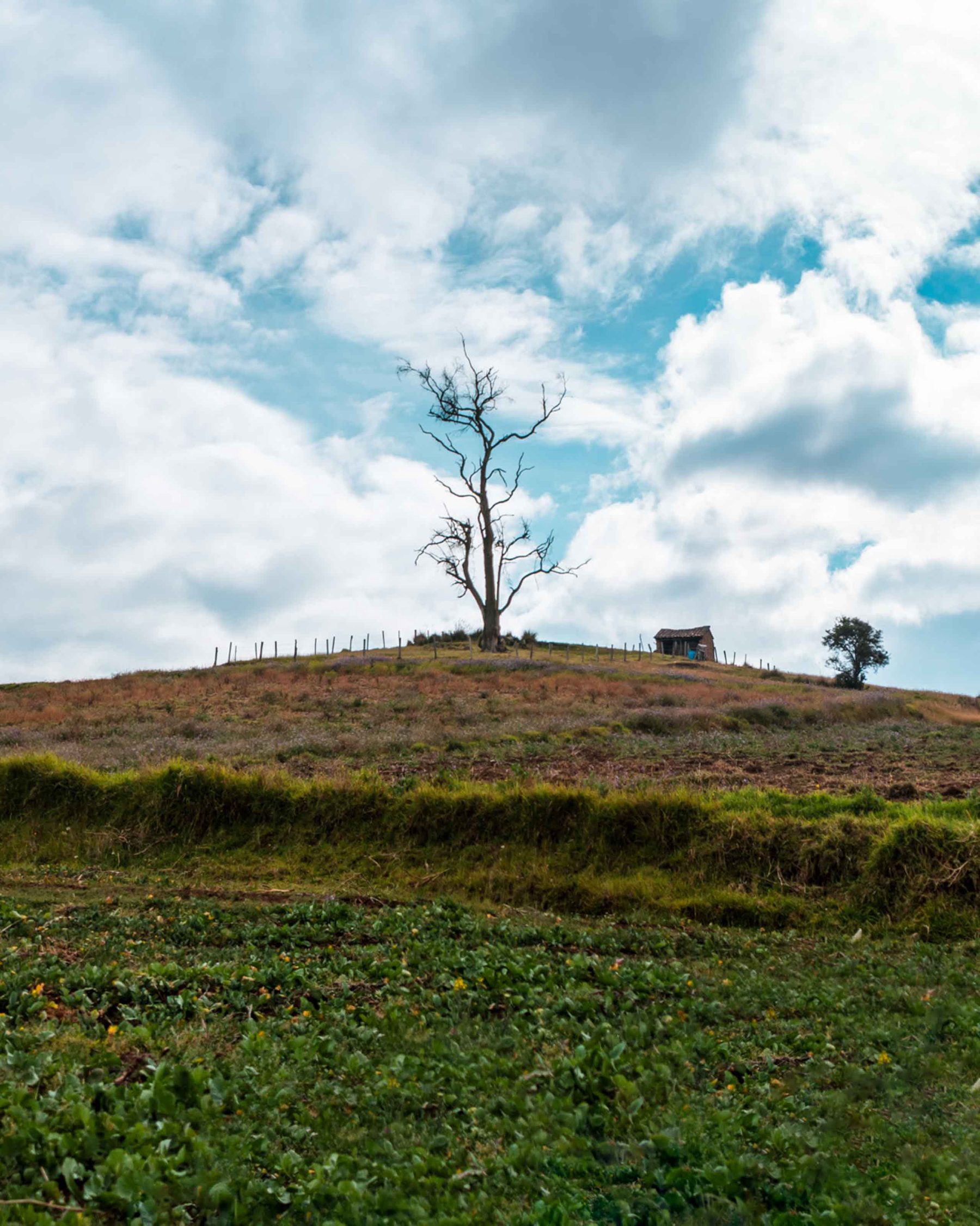 Tree on a hill in the mist