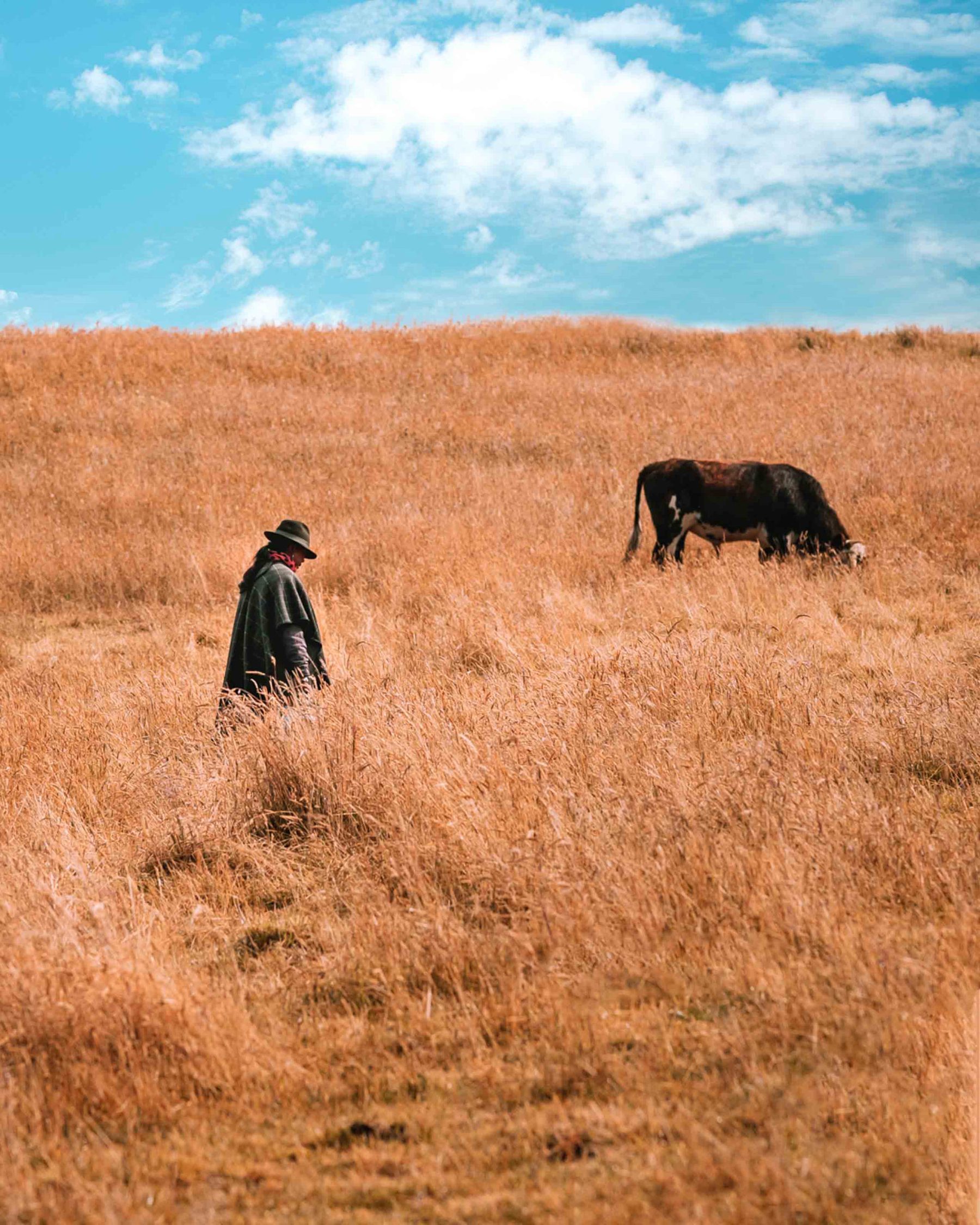 Figure in a ruana crossing a wheat field with cattle