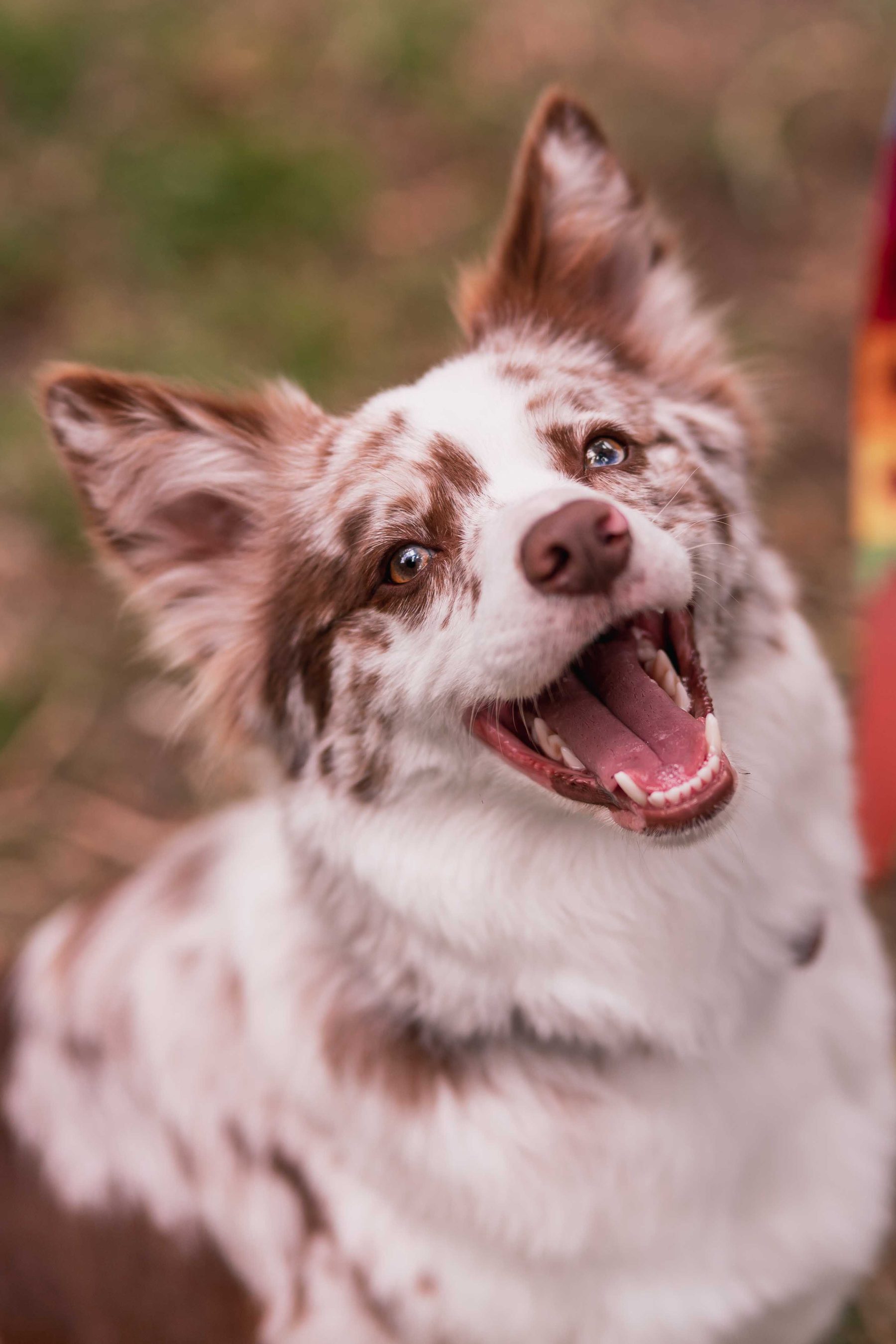 Australian shepherd smiling
