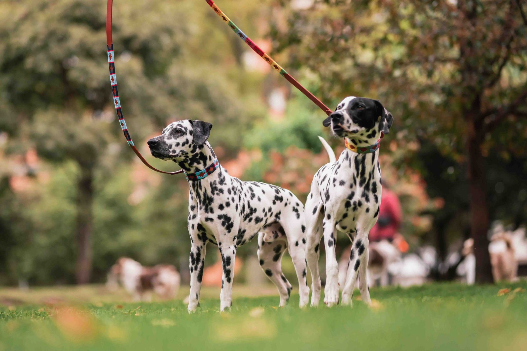 Two dalmatians in the park