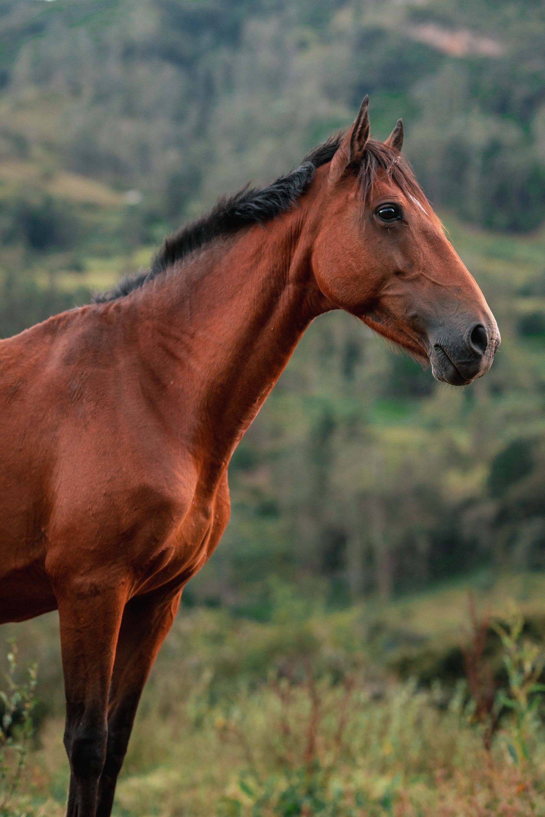 Horse portrait