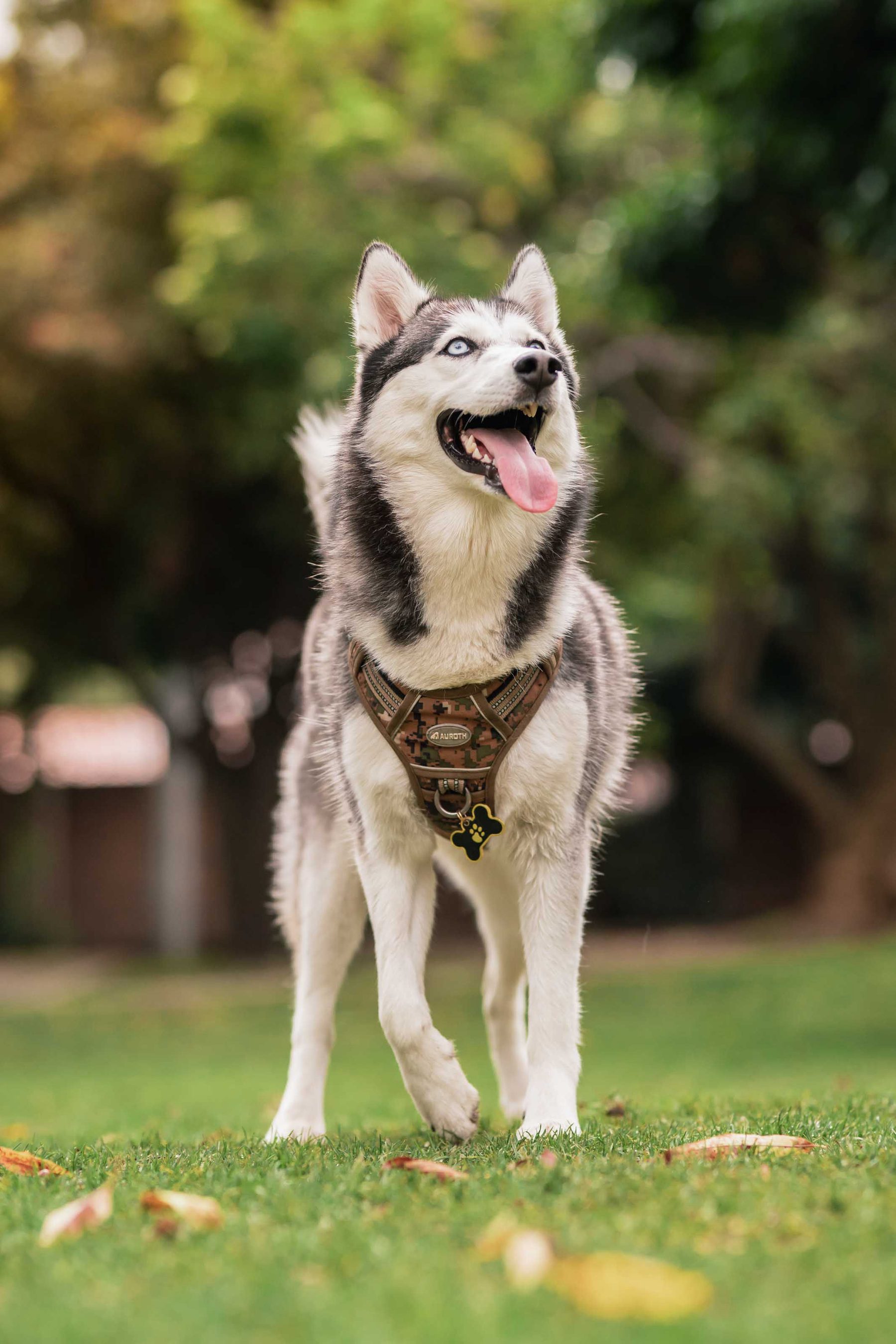 Husky in harness