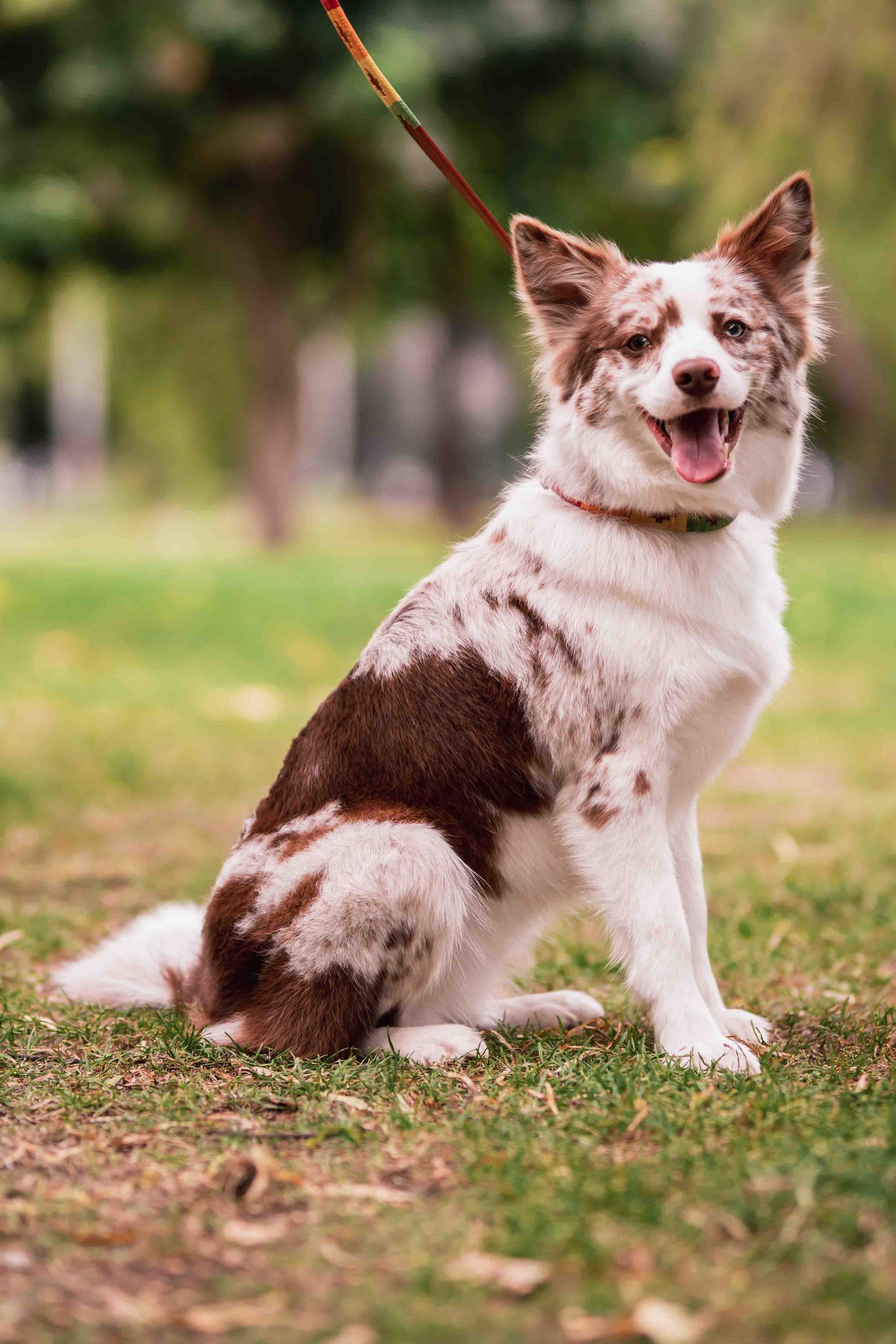 Dog sitting on the grass in the park
