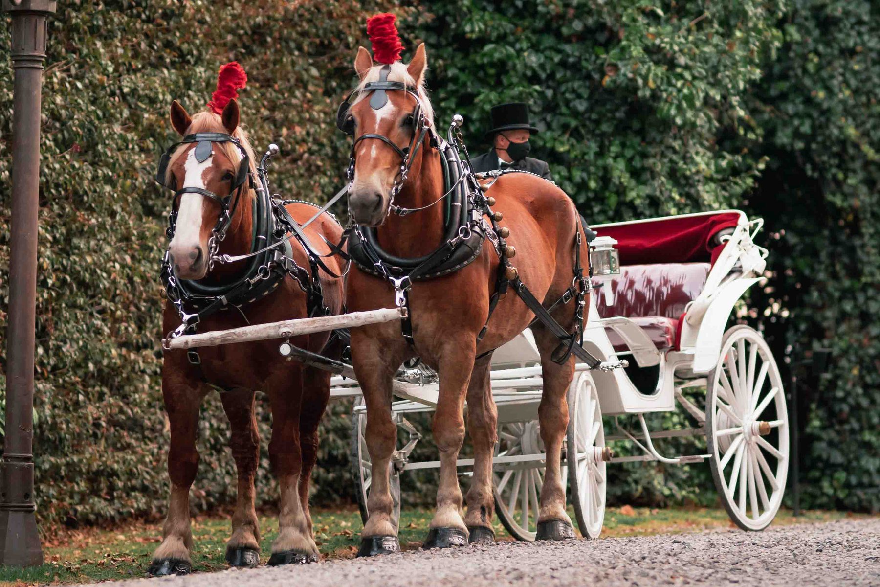 The wedding carriage and its horses by day